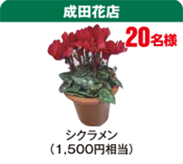 成田花店　シクラメン（1,500円相当）