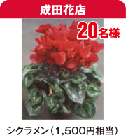 成田花店 シクラメン（1,500円相当）